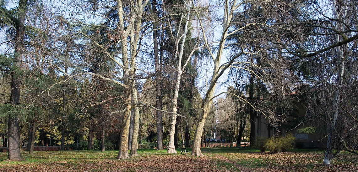 Ci vuole un albero