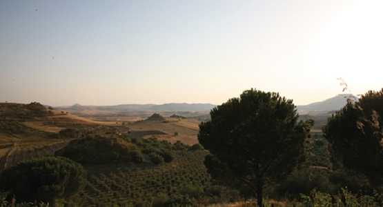 Olio Extravergine Podere La Porta 2